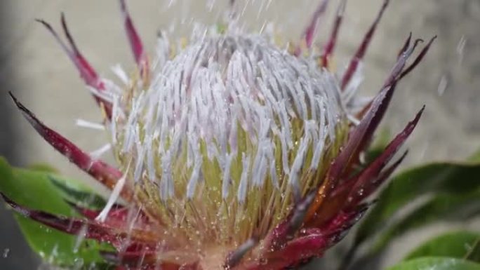 人造雨滴下盛开的protea花