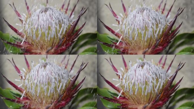 人造雨滴下盛开的protea花
