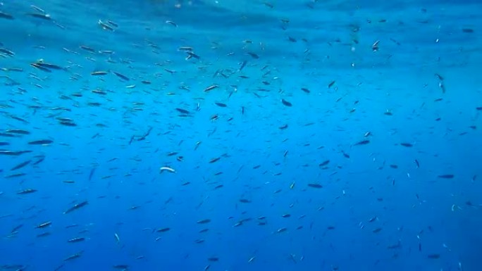 一大群小鱼在蓝色水面下游泳。海洋中的水下生物。摄像机跟随鱼群移动 (4k-60pfs)。