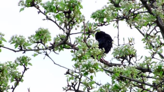 早春梨树树枝上的八哥鸟。从欧洲国家迁徙的八哥鸟科的普通八哥鸟 (Sturnus vulgaris)