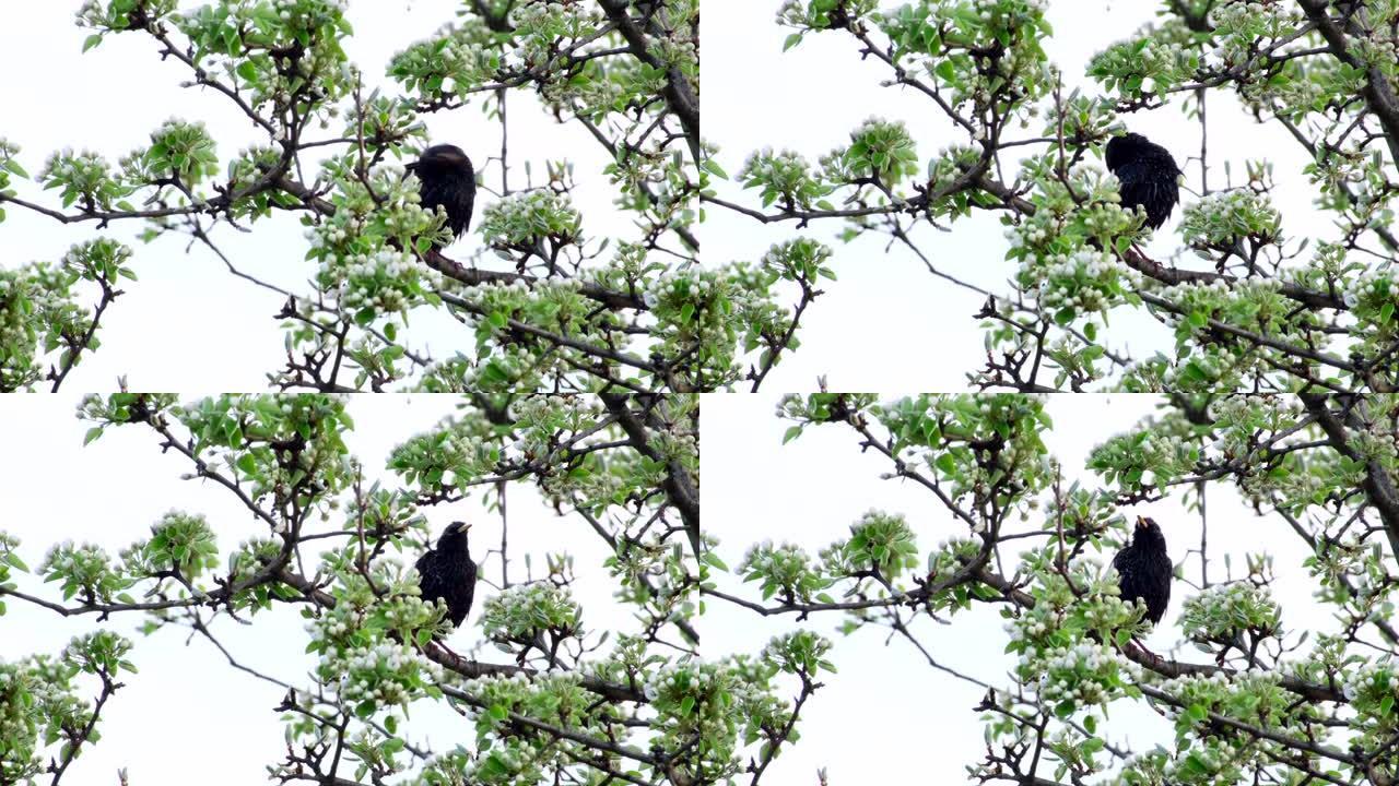 早春梨树树枝上的八哥鸟。从欧洲国家迁徙的八哥鸟科的普通八哥鸟 (Sturnus vulgaris)