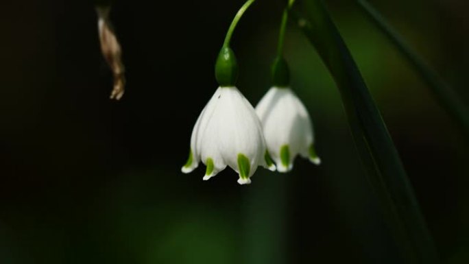 放大山谷百合的4k镜头，特写美丽的小白花，Convallaria majalis。