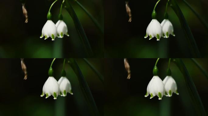 放大山谷百合的4k镜头，特写美丽的小白花，Convallaria majalis。