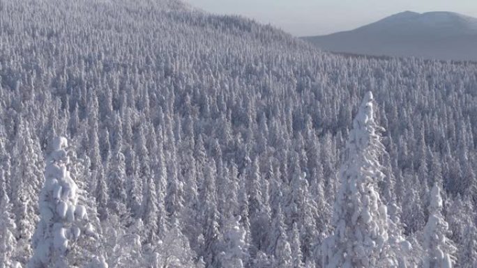 阳光明媚的冬季森林在风中摇曳。雪树覆盖山坡。树枝被低温冻结，霜冻使它们变白