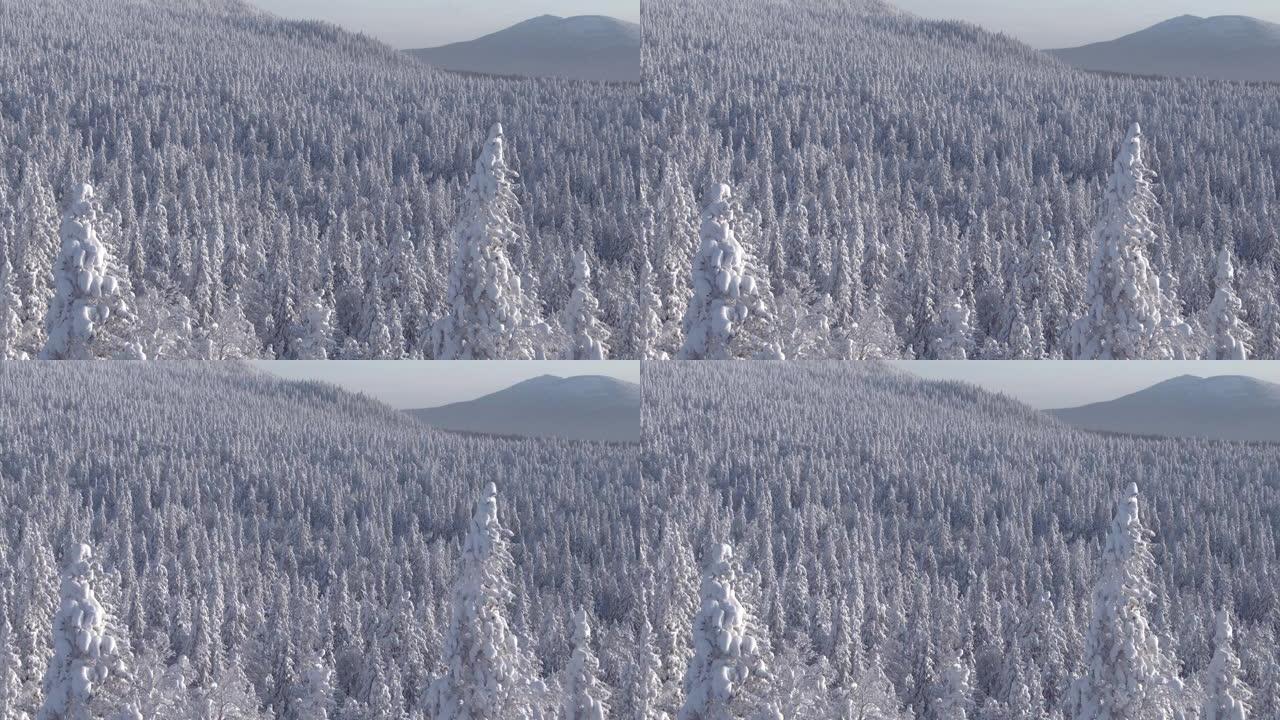 阳光明媚的冬季森林在风中摇曳。雪树覆盖山坡。树枝被低温冻结，霜冻使它们变白