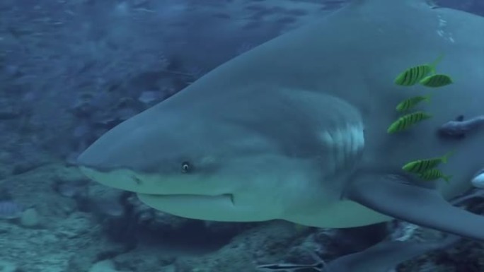 特写灰色公牛鲨在汤加潜水员水下海洋附近吃鱼。