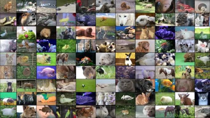 动物拼贴视频，水獭，老虎，鬃毛和灰狼，水豚，蛇，鸟，熊，仓鼠