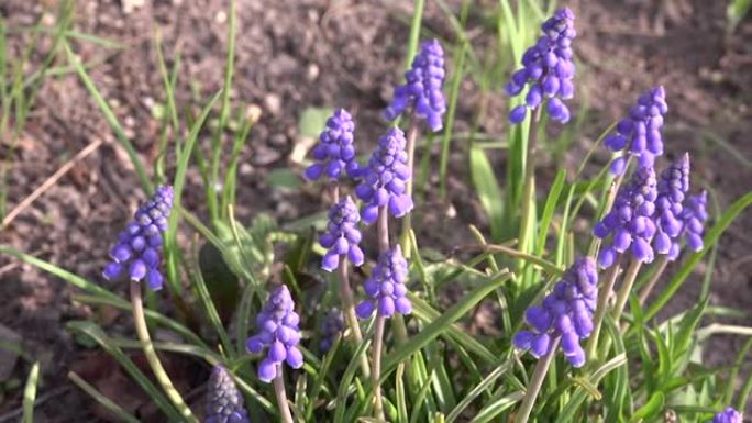 春季绿色花园中的蓝色麝香花