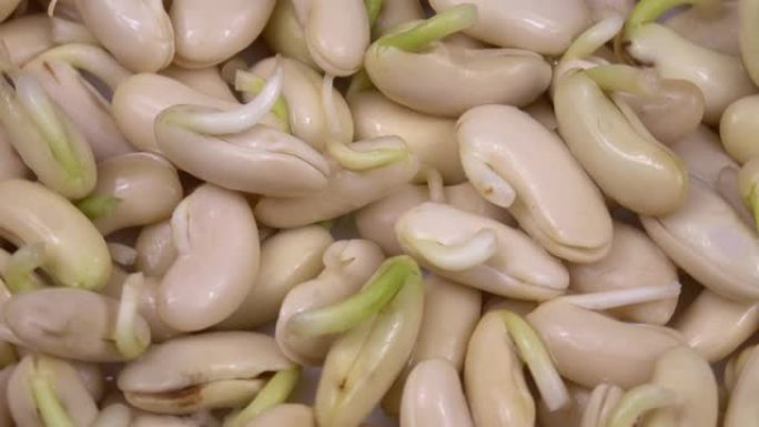 发芽的白豆种子