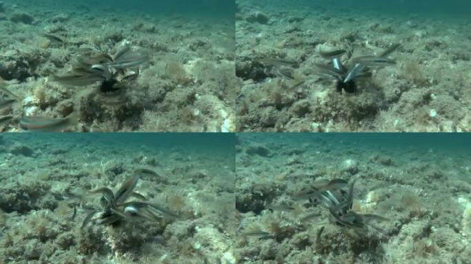 食用受伤的紫海胆 (Paracentrotus lividus) 的不同物种的濑鱼躺在海床上，上面覆