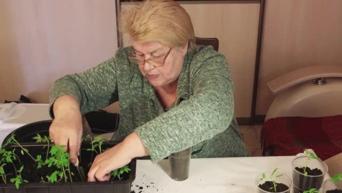 一名妇女用刮刀将番茄幼苗移植到一盆堆肥中