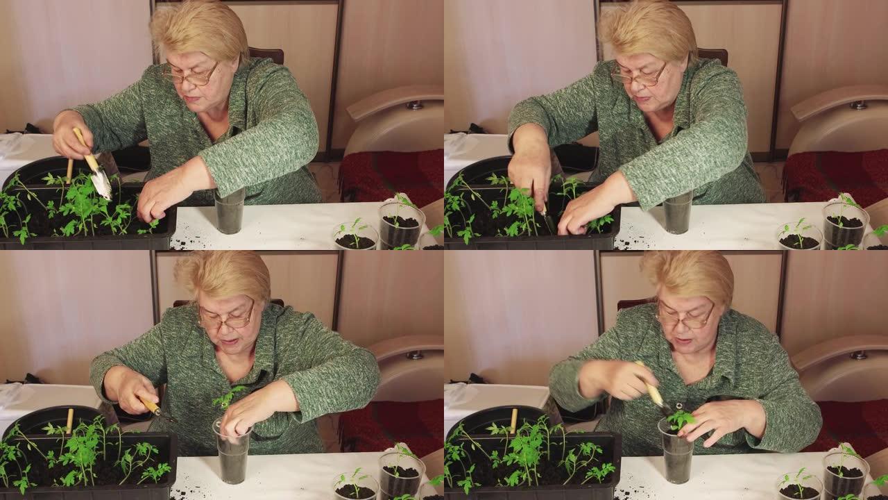 一名妇女用刮刀将番茄幼苗移植到一盆堆肥中