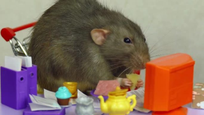 老鼠在玩具办公室吃奶酪
