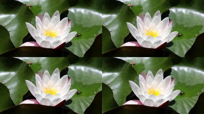 王尔德·白水莉莉 (wilde white water lilli) 在周日与叶子