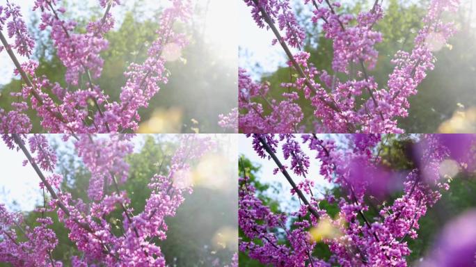 光束穿过紫荆树在风中摇曳