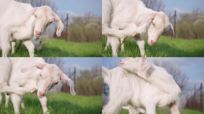 白小山羊用脚挠了挠头。牲畜概念。4k镜头