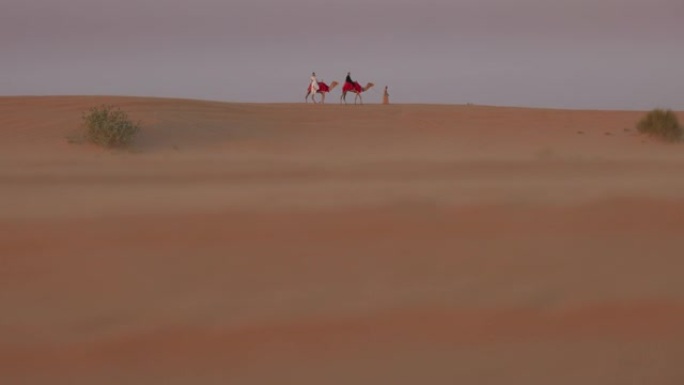 人类在沙漠里牵着两只骆驼。男人和女人在他们身上。浪漫的沙漠漫步。