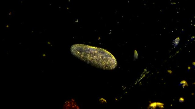漂浮在水中的纤毛虫草履虫微生物