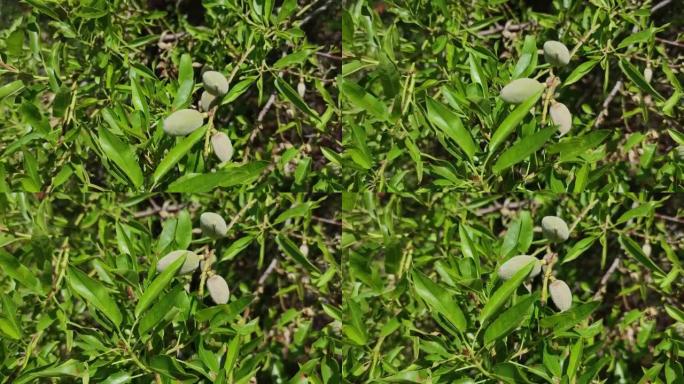 春天中期的绿色杏仁树