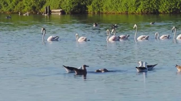 False Bay自然保护区一个湖泊的4k鸟类活动