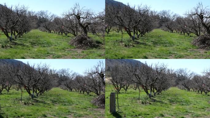 野火后再生的苹果园