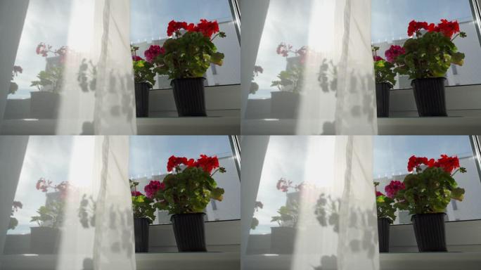 在阳光明媚的日子里，窗台上放着天竺葵花，阳光透过窗帘，盛开的天竺葵花特写。