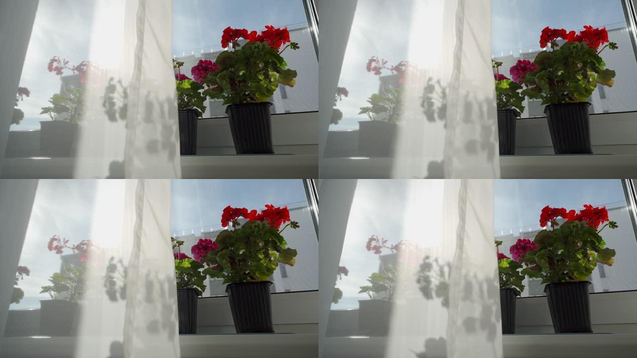 在阳光明媚的日子里，窗台上放着天竺葵花，阳光透过窗帘，盛开的天竺葵花特写。