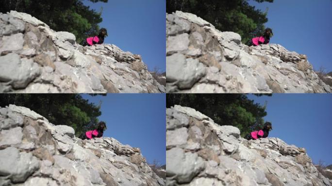 可爱的勇敢的腊肠犬阿尔卑斯犬穿着粉色t恤和皮带背心在阳光明媚的夏日爬上陡峭的悬崖