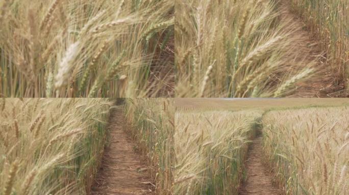 黄麦大麦水稻在农田稻田中生长