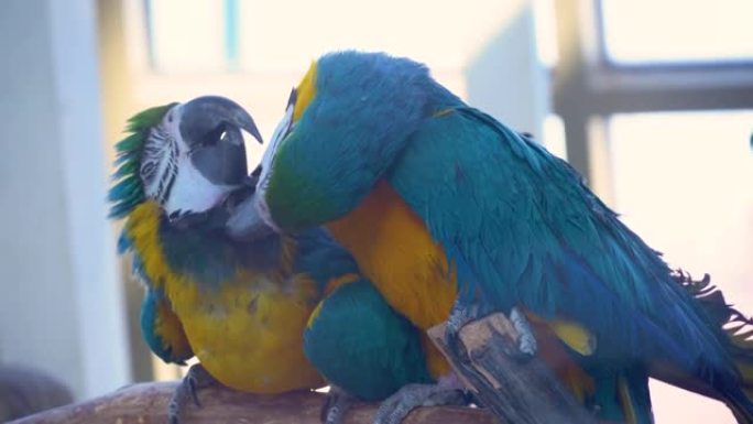 两只蓝色和黄色的金刚鹦鹉坐在树枝上时一起亲吻和跳舞。交配金刚鹦鹉近距离跳舞