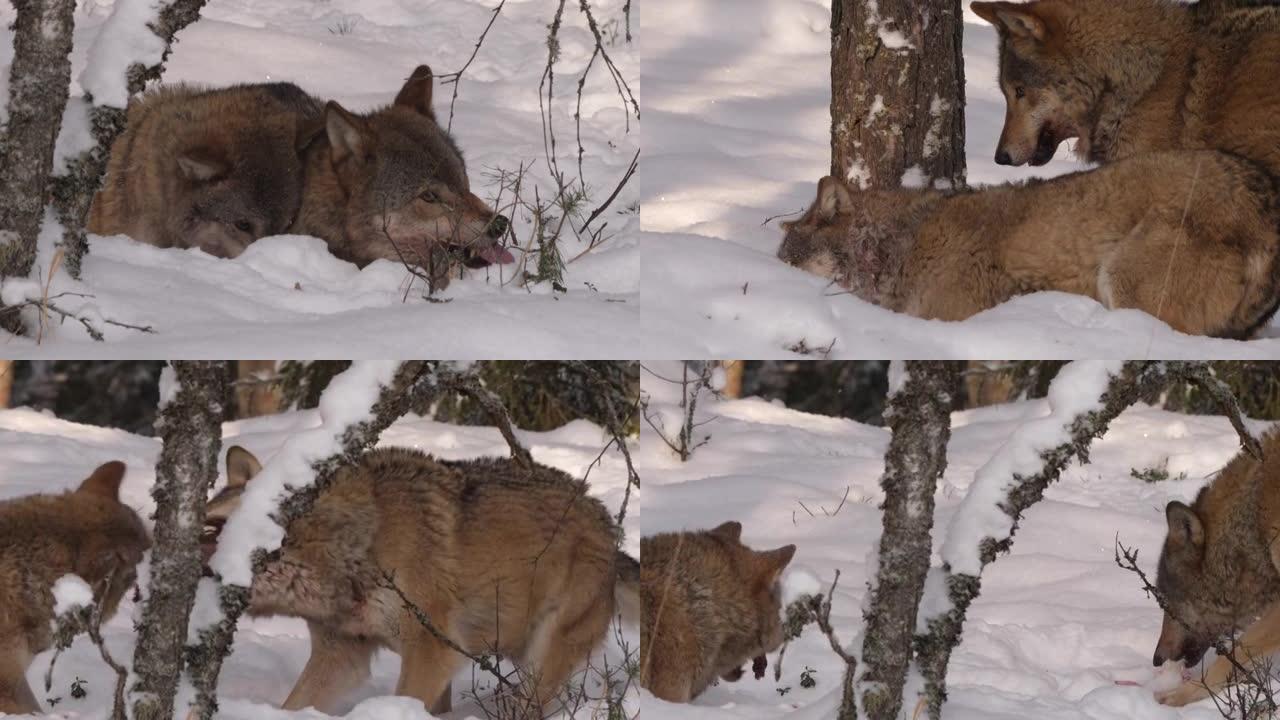 白俄罗斯冬季森林的两只狼和野兔