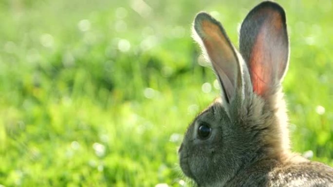 绿草中的成年兔子，草地上的灰色兔子