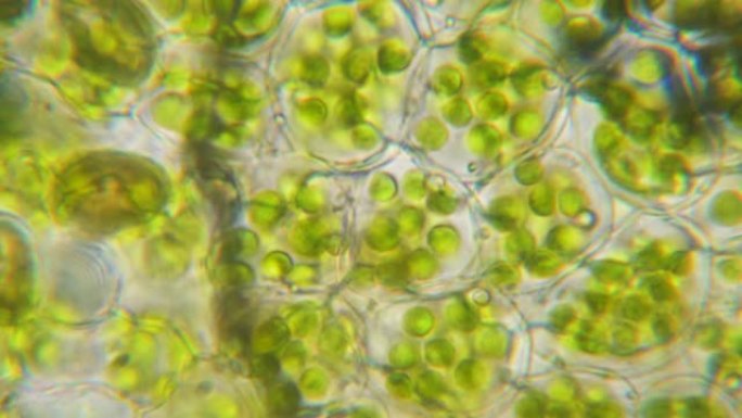 显微镜下的叶绿体。细胞分裂。细胞结构。细胞分裂。在显微镜下显示植物细胞的叶片表面。病毒感染。显微镜下