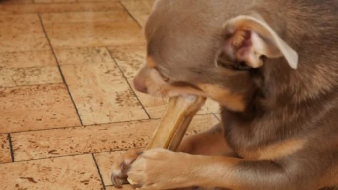 一只可爱的吉娃娃狗啃骨头。这只狗正在吃骨头。躺在地板上。4K