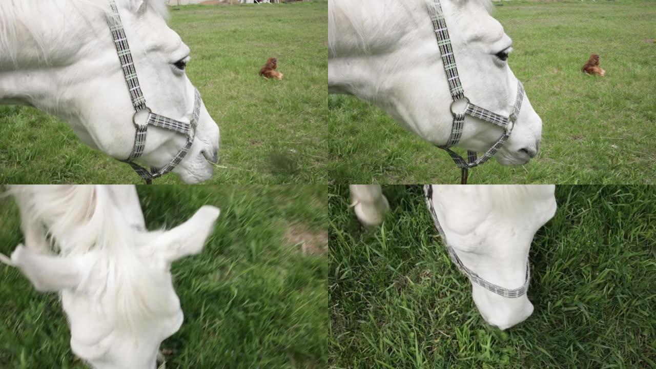 一匹白马在草地上吃绿草。多云晴朗的天空。大自然一只红色的狗躺在球场上。动物看着远处