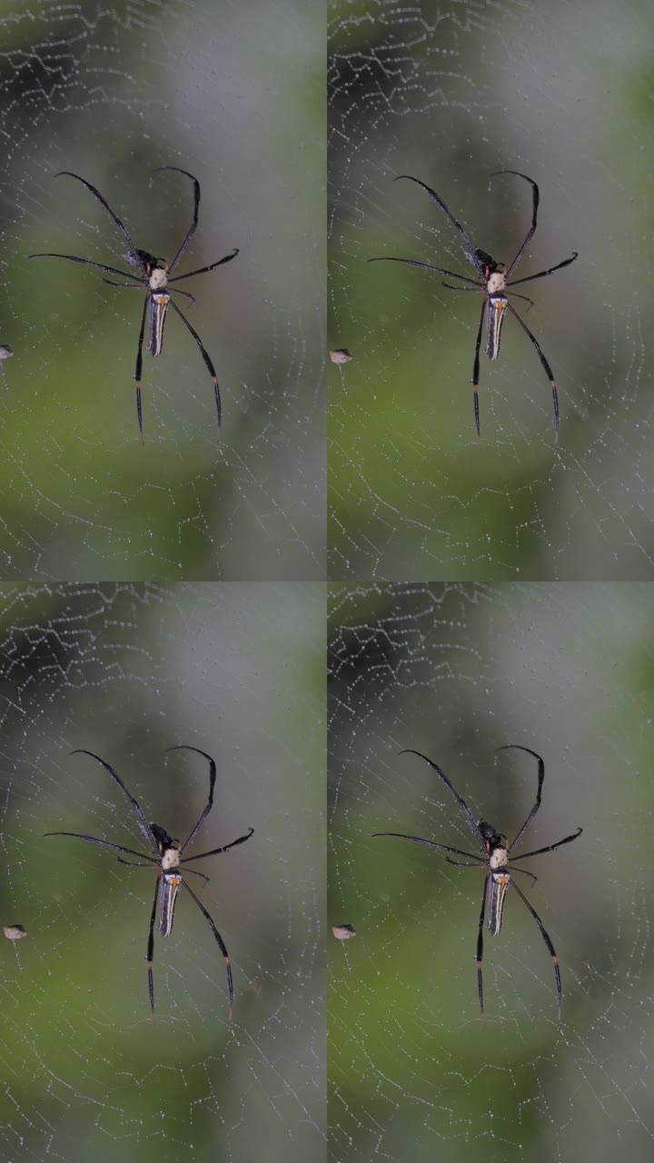 蛛网上的金丝球织布蜘蛛。