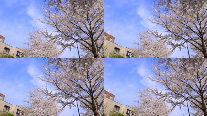 城市盛开的樱花空镜视频素材粉花