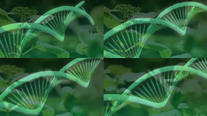 3d绿色dna链在植物上旋转的动画