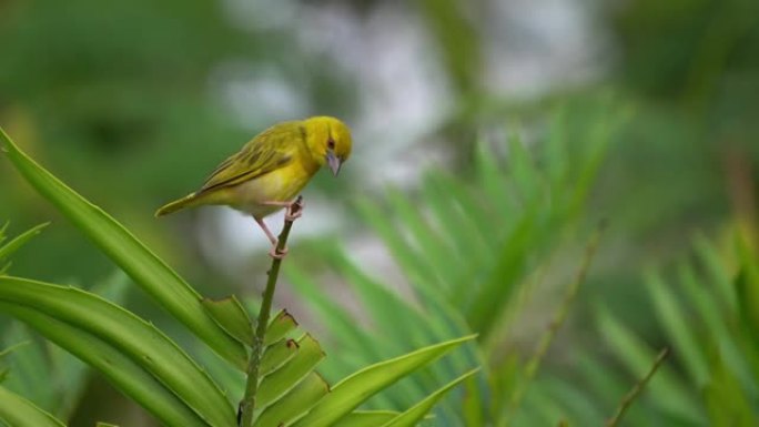 东部金色织布工-Ploceus subaureus黄歌鸟科Ploceidae，发现于东部和南部非洲，