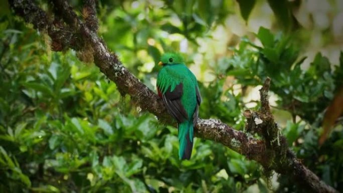 trogon家族中灿烂的Quetzal-Pharomachrus mocinno鸟，从墨西哥恰帕斯州