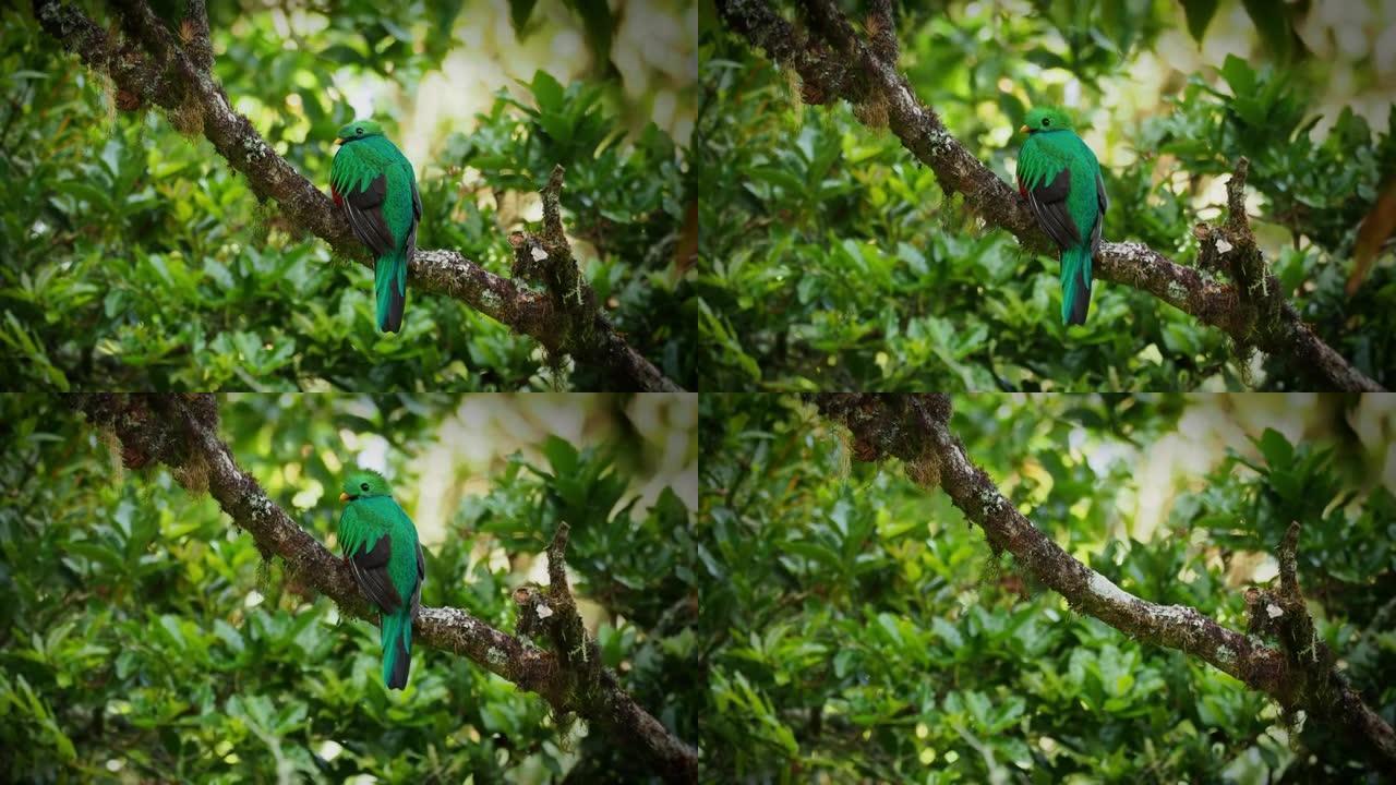 trogon家族中灿烂的Quetzal-Pharomachrus mocinno鸟，从墨西哥恰帕斯州