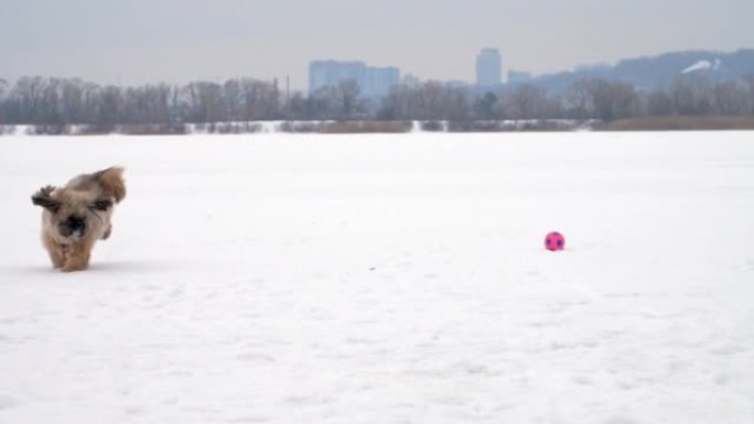 毛茸茸的shihtzu小狗在冰冻的河上拿着彩球