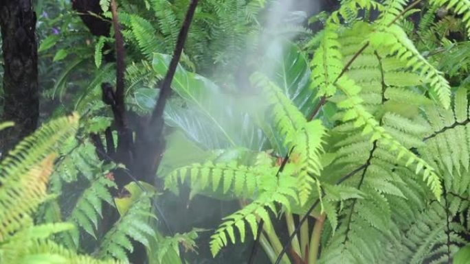 蒸汽和水流动的放松热带花园