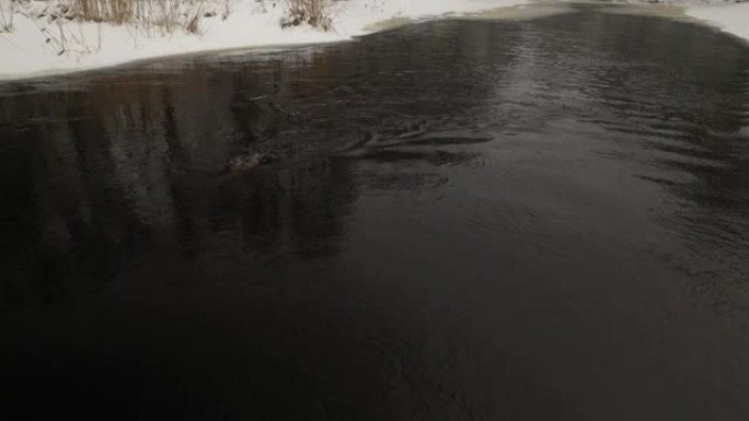 欧亚水獭 (Lutra lutra) 游泳，白俄罗斯