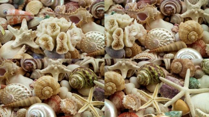 海星、珊瑚、珍珠和五颜六色的贝壳