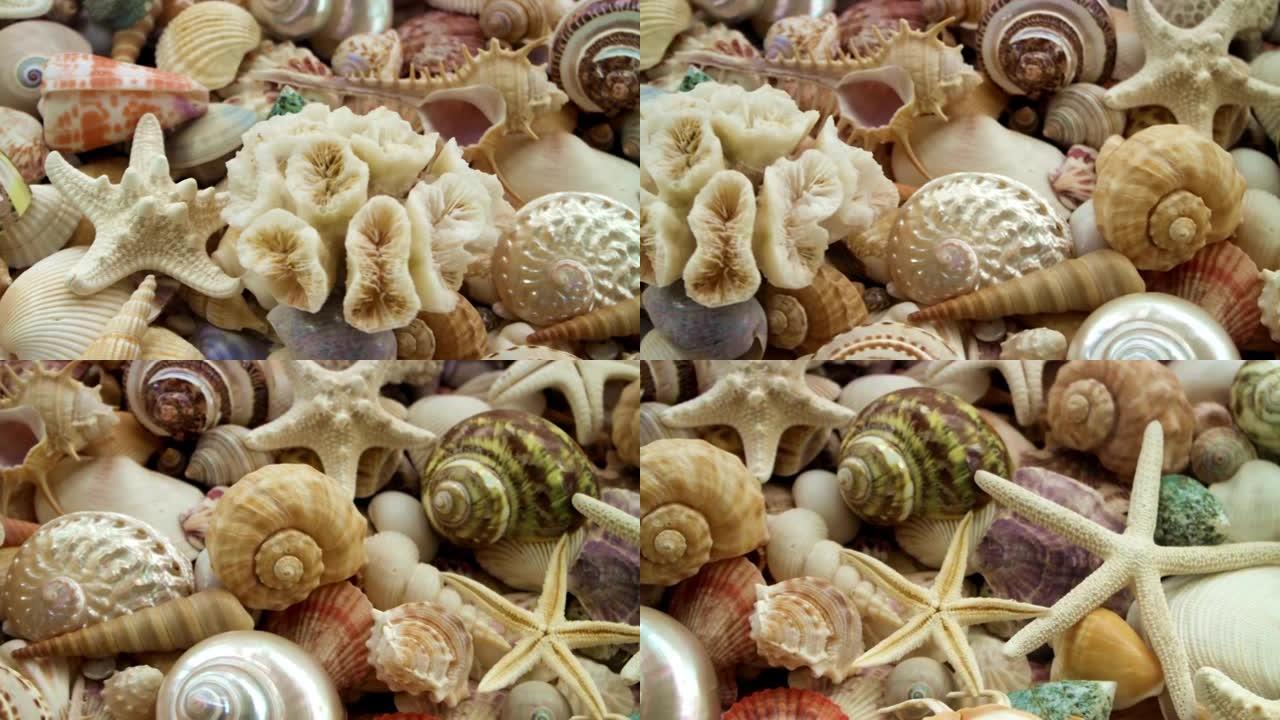 海星、珊瑚、珍珠和五颜六色的贝壳