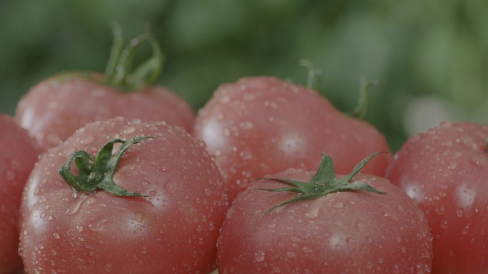 西红柿 番茄 蔬菜