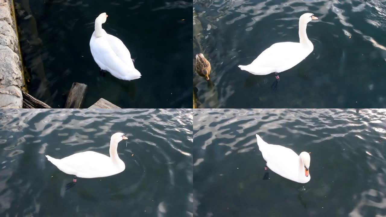 布莱德湖左腿有红色标记的白天鹅。