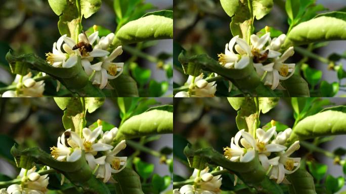 昆虫生命概念。蜂蜜昆虫在柠檬的芳香花朵上飞翔。柑橘白色出芽花，棕色蜜蜂。