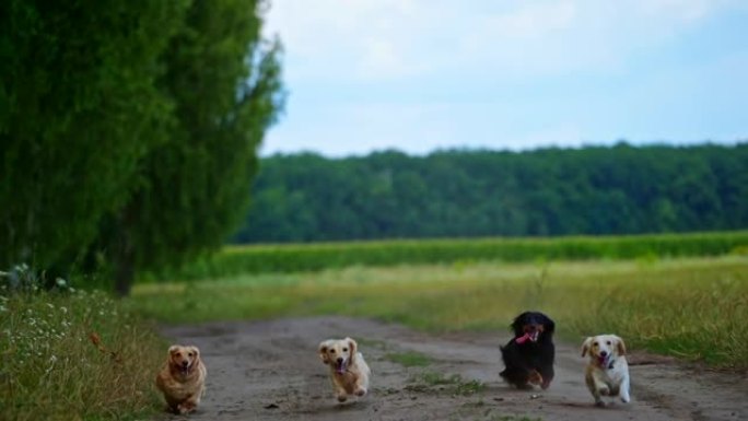 自然界中活跃的狗。夏天，一群狗在森林附近的道路上奔跑。快乐的宠物在户外玩耍。